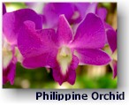 the philippine orchid